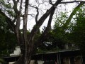 Tn 0855 DSC00035
